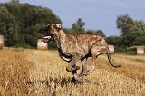 DOGUE ALLEMAND 346